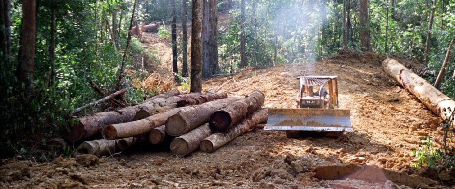 The Pros and Cons of Cutting Trees