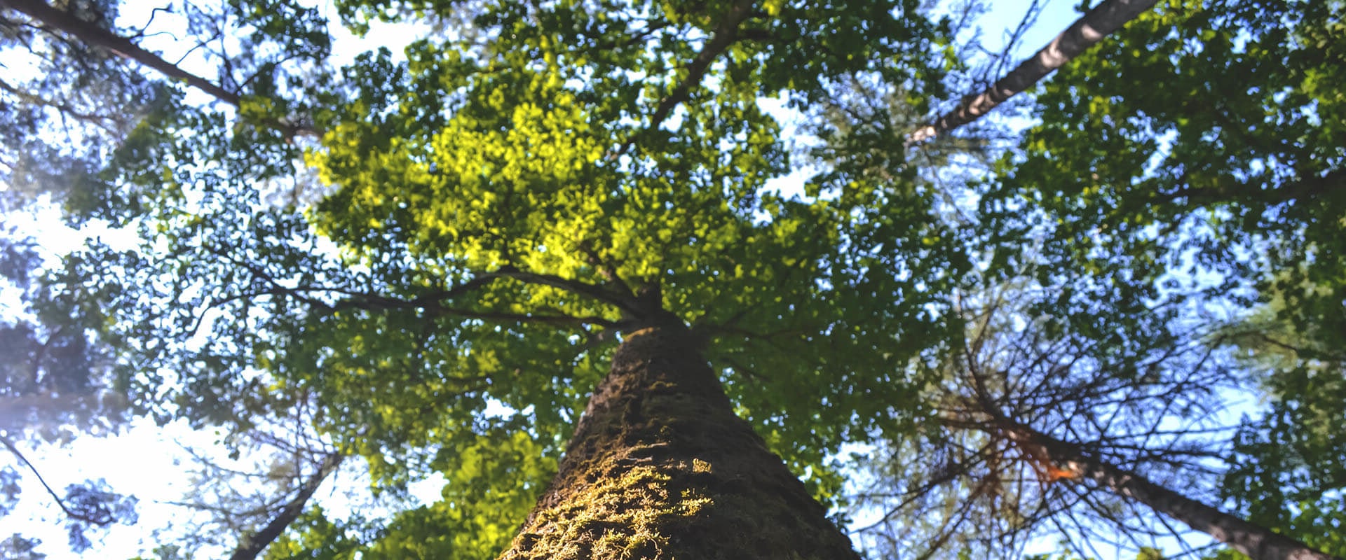 When is the Best Time to Cut Trees in the UK?