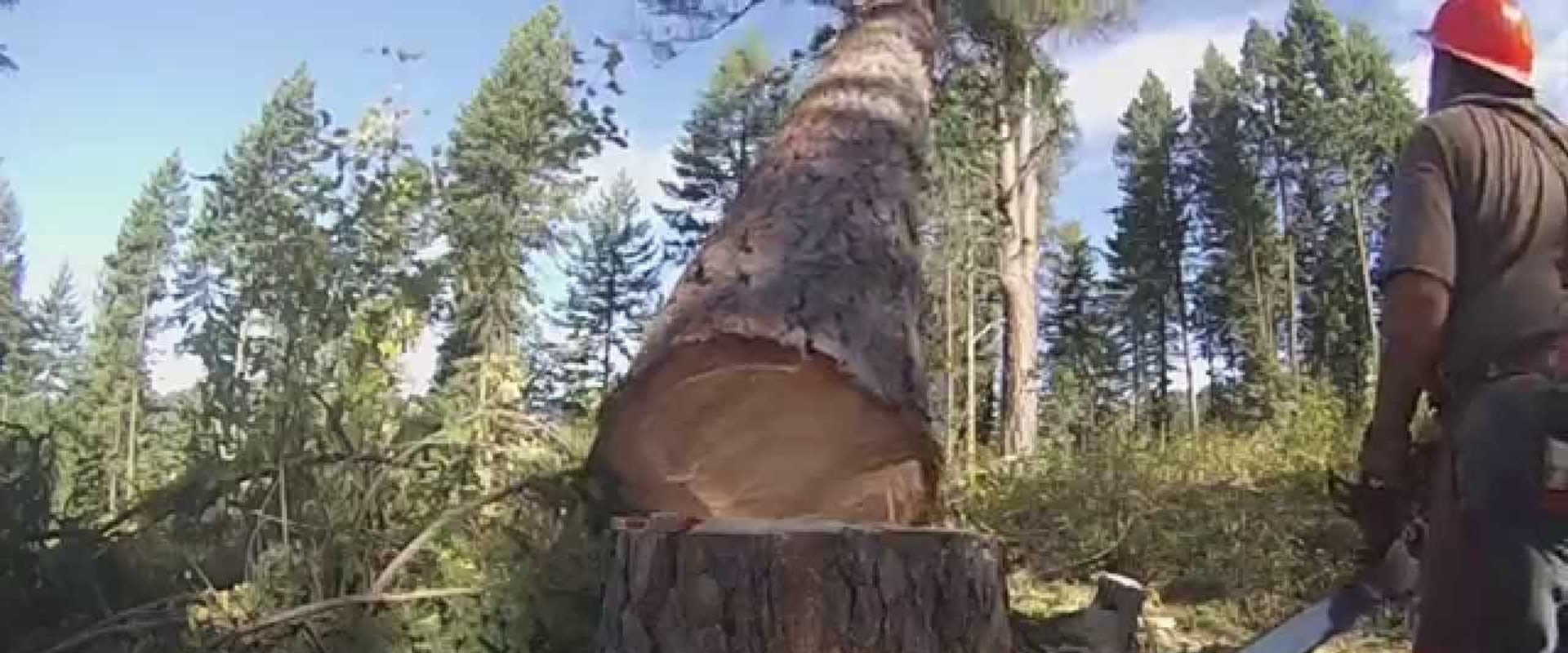 Tree Felling What You Need to Know About Tree Felling and Logging