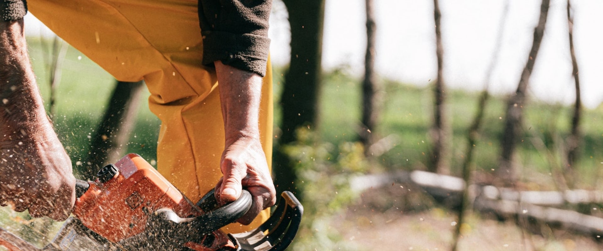 What To Know Before You Cut A Tree Down