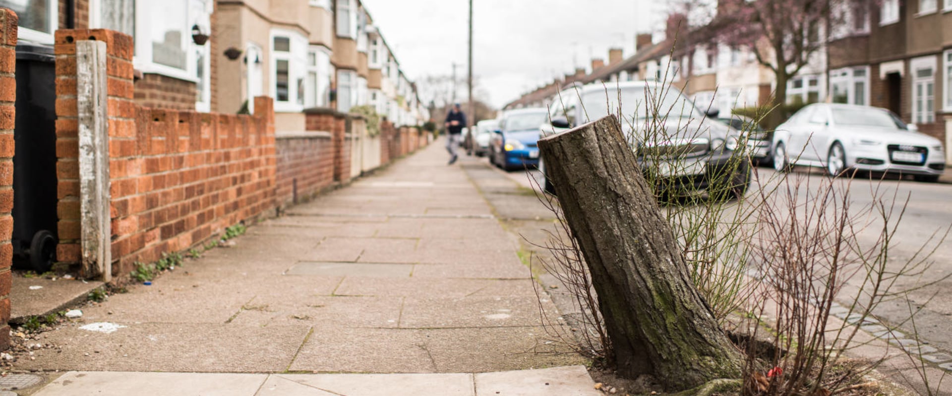 When can you cut down trees in the UK?