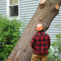 Is Winter the Cheapest Time to Cut Down Trees?