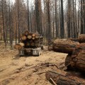 Why is logging done in winter?