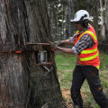 Tree Felling Tips to Improve Access for Moving Trucks
