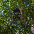How Tree Felling Can Revitalize Your Portland Garden Landscape