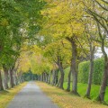 Beyond Tree Felling: Restore Overgrown Properties with Forestry Mulching in Columbia, MO