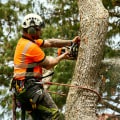 What is Tree Felling and How to Do It Safely