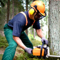 Cutting Down Trees: A Comprehensive Guide