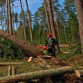 What is the logging series in forestry?