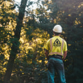 Expert Tree Felling & Care in Cedar Rapids