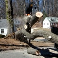 Is it Cheaper to Cut Down a Tree in Winter?