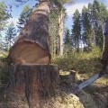 Tree Felling: What You Need to Know About Tree Felling and Logging