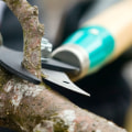 The Importance Of Tree Trimming And Pruning In Groveland: Enhancing Safety And Aesthetics In Tree Felling