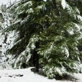 Are trees easier to cut down in winter?