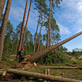 Logging: The Process of Cutting Down Trees