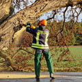 Professional Tree Felling in Virginia Beach