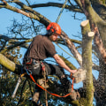 Why Most Tree Felling Accidents Begin With Poor Site Assessment