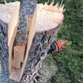 Tree Felling Techniques That Support Better Water Flow and Drainage