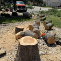 Patio First, Tree Felling Second: A Smart Order For Pflugerville Home Projects
