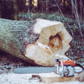 The Essential Tools And Equipment For Safe Tree Felling In Fountain Hills, AZ