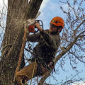 Understanding The Importance Of Tree Care And Maintenance After Tree Felling In Berkeley County, WV