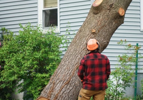 Is Winter the Cheapest Time to Cut Down Trees?