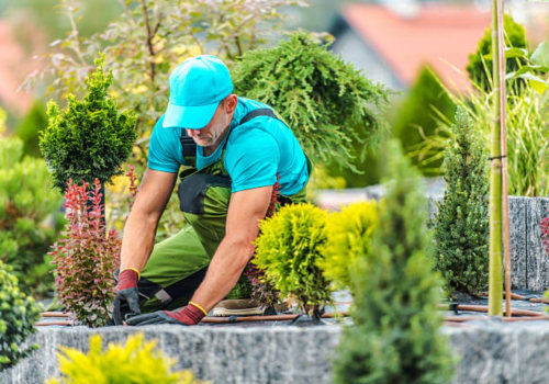 Transform Your Portland Landscape with Expert Tree Felling and Garden Plants