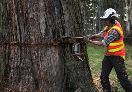 Tree Felling Tips to Improve Access for Moving Trucks
