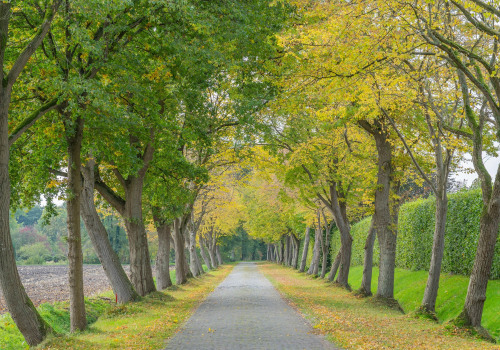 Beyond Tree Felling: Restore Overgrown Properties with Forestry Mulching in Columbia, MO