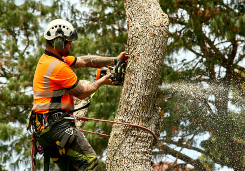 What is Tree Felling and How to Do It Safely