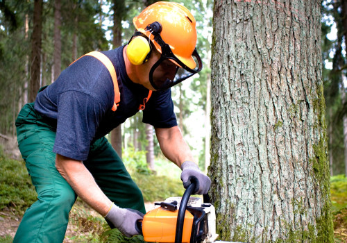 Cutting Down Trees: A Comprehensive Guide