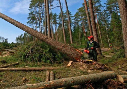 What is the Logging Series in Forestry?