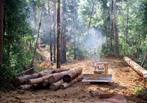 What is the Name of Cutting Trees in the Forest?