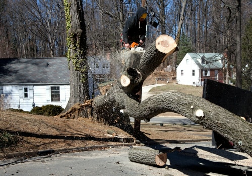 Is it Cheaper to Cut Down a Tree in Winter?