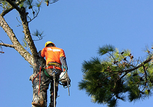 The Importance Of Tree Felling Services In Petal, MS