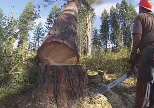 Tree Felling: What You Need to Know About Tree Felling and Logging