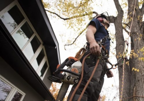 Tree Felling: How Tree Maintenance Services Can Transform Your Leesburg Property