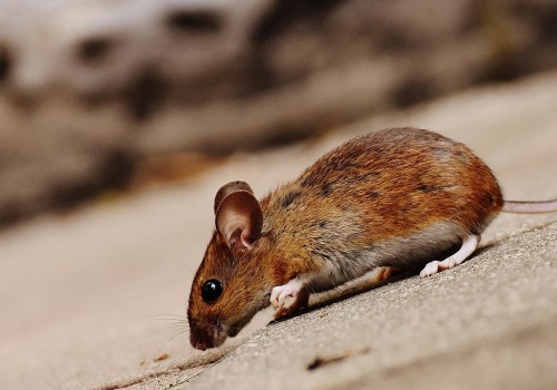Tree Felling and Rodent Removal: Protecting Leeds Properties From Unwanted Pests