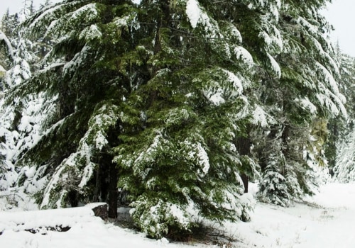 Are trees easier to cut down in winter?