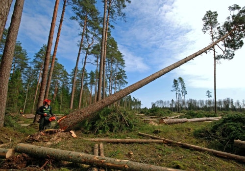 Logging: The Process of Cutting Down Trees