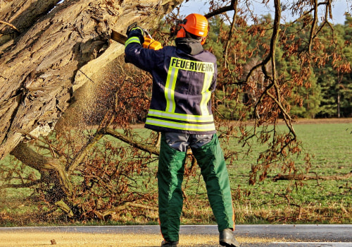 Professional Tree Felling in Virginia Beach