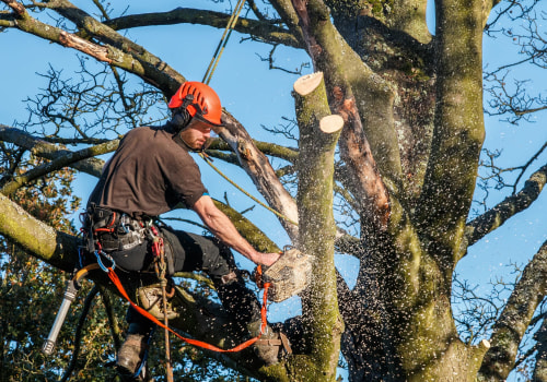 Why Most Tree Felling Accidents Begin With Poor Site Assessment