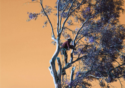 The Art of Tree Felling: A Comprehensive Guide