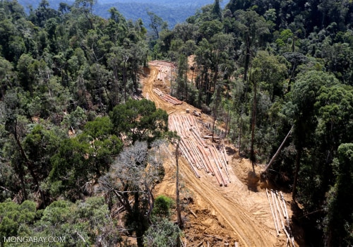 Why Logging is Essential for the Environment