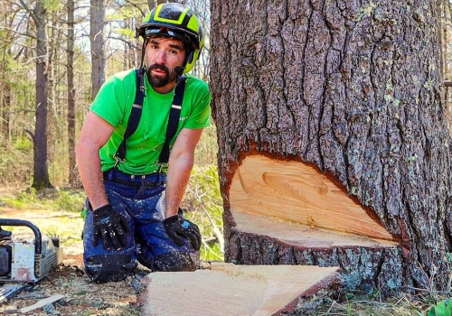 The Essential Guide To Tree Felling In Lakeway: What You Need To Know