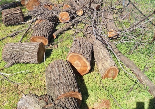 Professional Tree Felling & Pest Control in Fayetteville