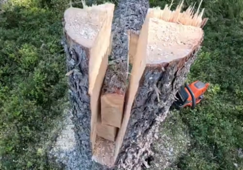 Tree Felling Techniques That Support Better Water Flow and Drainage