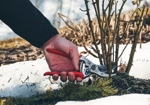 The Benefits of Pruning Trees in Winter