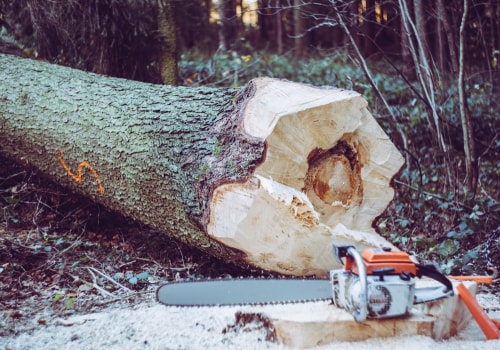 The Essential Tools And Equipment For Safe Tree Felling In Fountain Hills, AZ