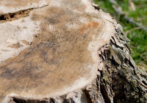 Why Do We Say 'Wood' When We Cut Down a Tree?